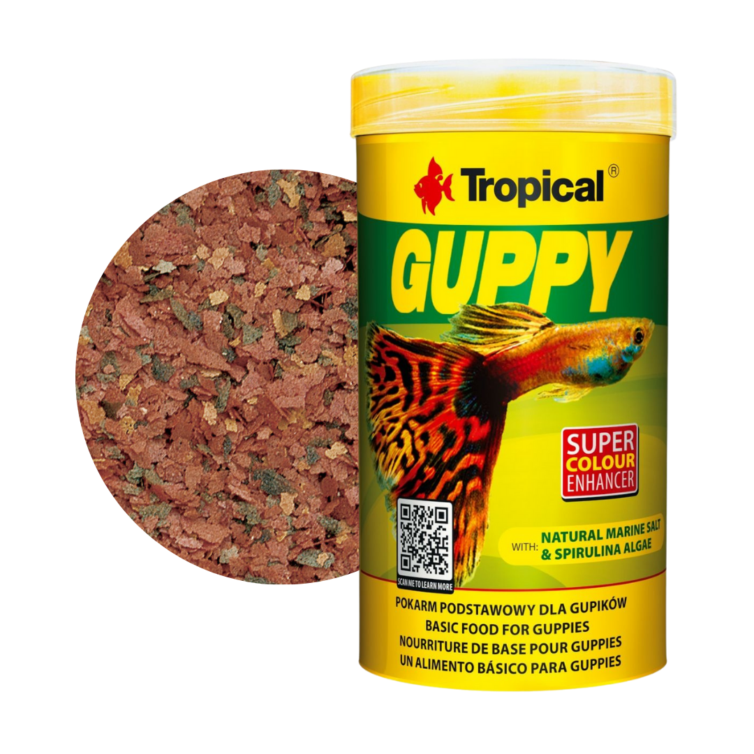 Guppy