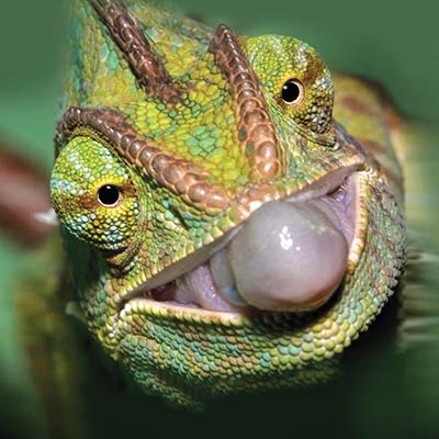 chameleon-euro-range_400