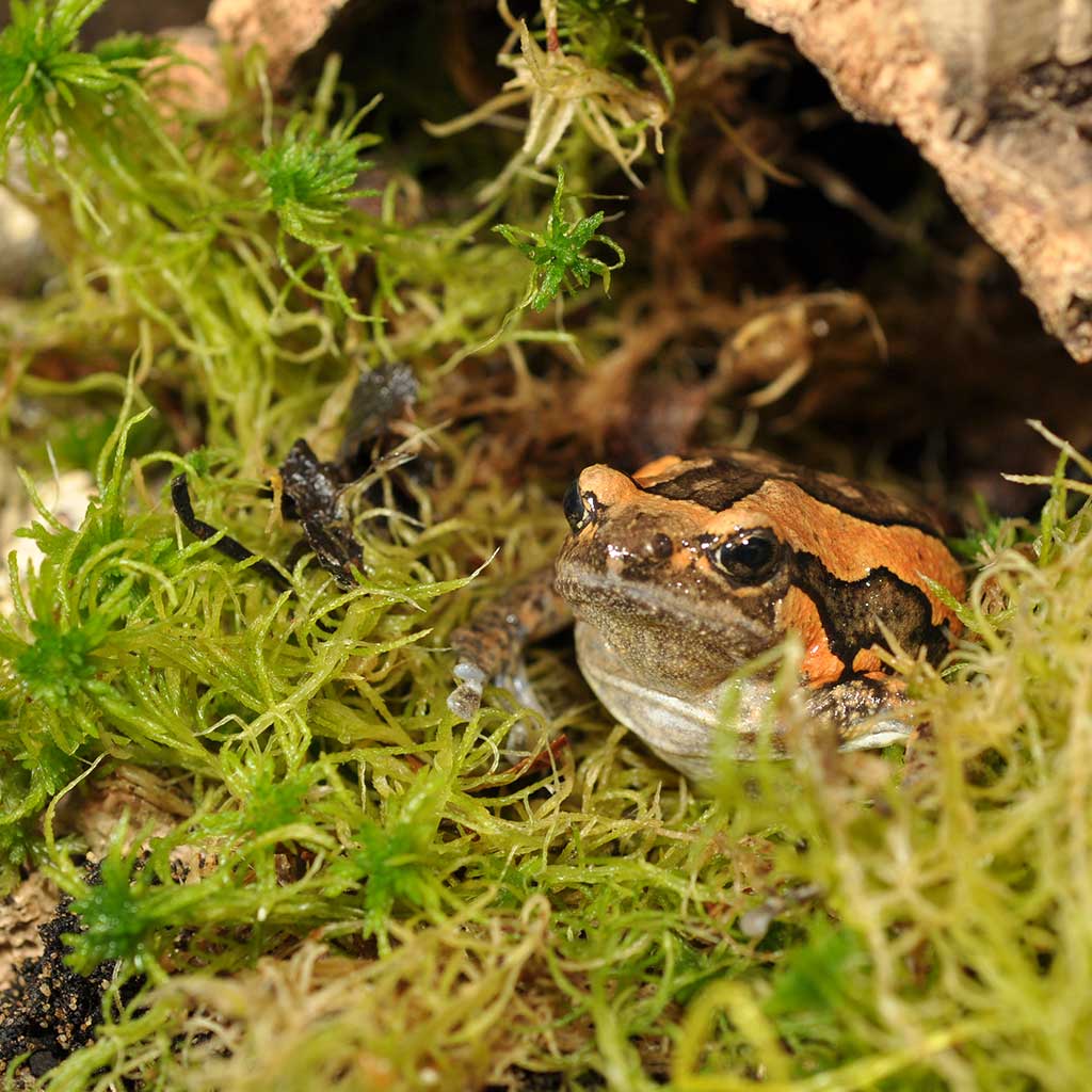 AFG15-Chubby-Frog_7-moss