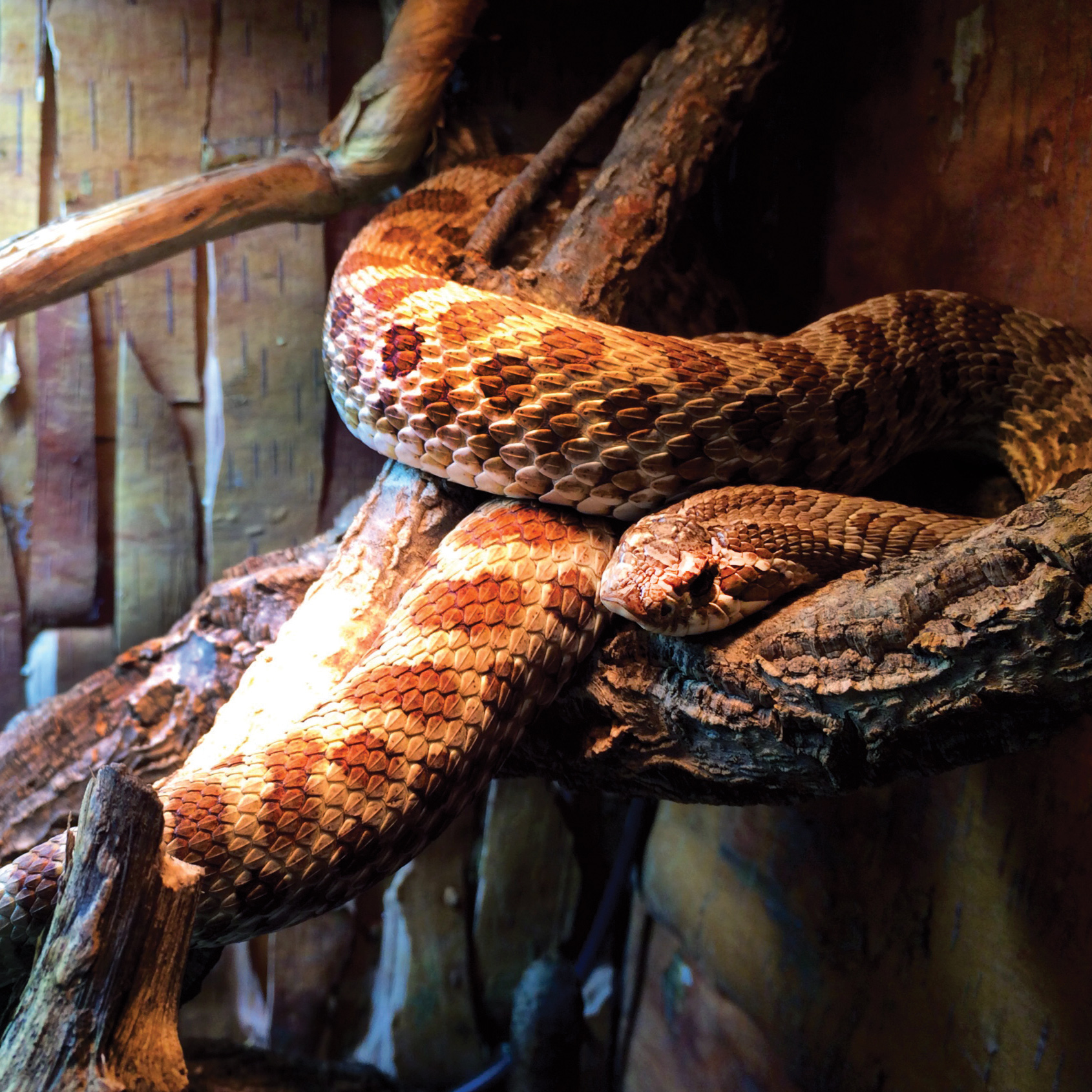 hognose-snake-SD-Max