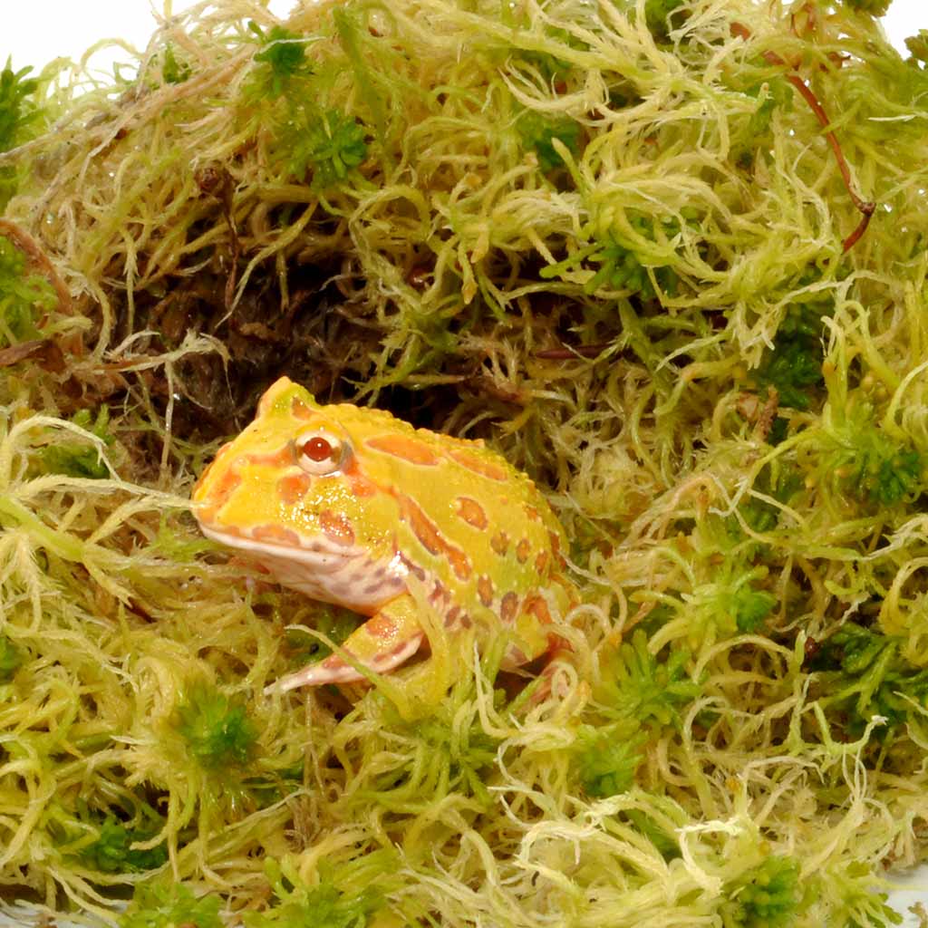DSC_0011-1moss-2