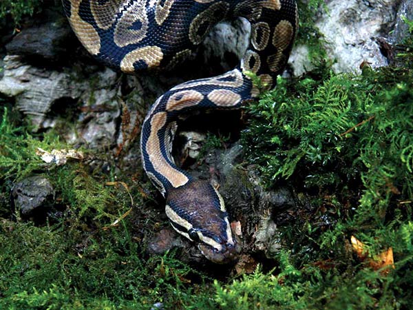 sd-2-5-snake-viv-02