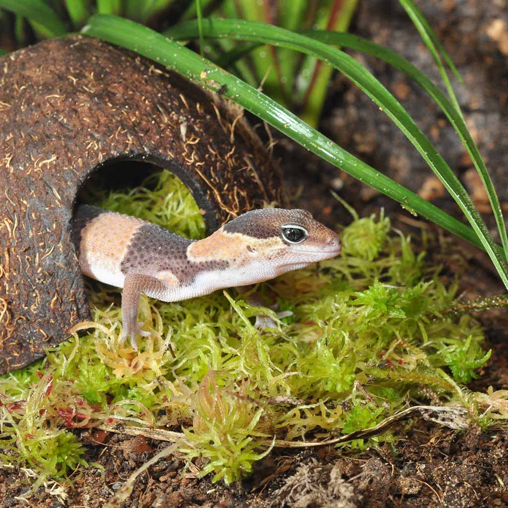 Moss-AGK49-HabiStat-Coconut-Cave-2