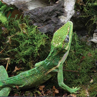 reptile-euro-range-forest_400