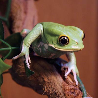 frog-euro-range_400