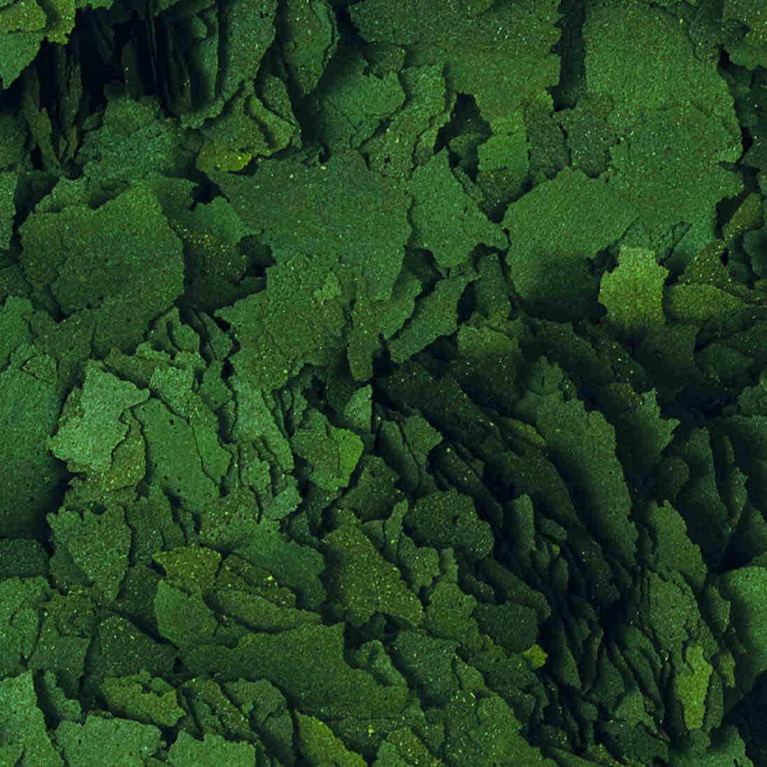 super-20spirulina-20forte